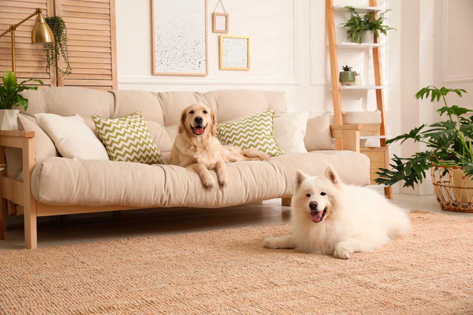 two fluffy dogs resting in the living room of the Nanuet Animal Hospital