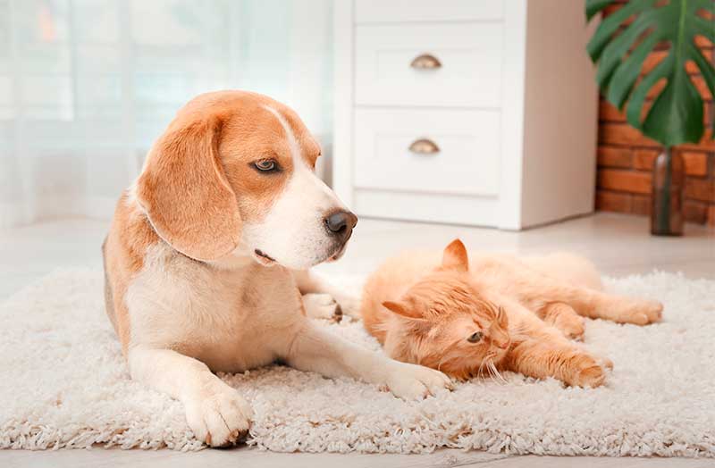 a dog and a cat lying in a furry carpet