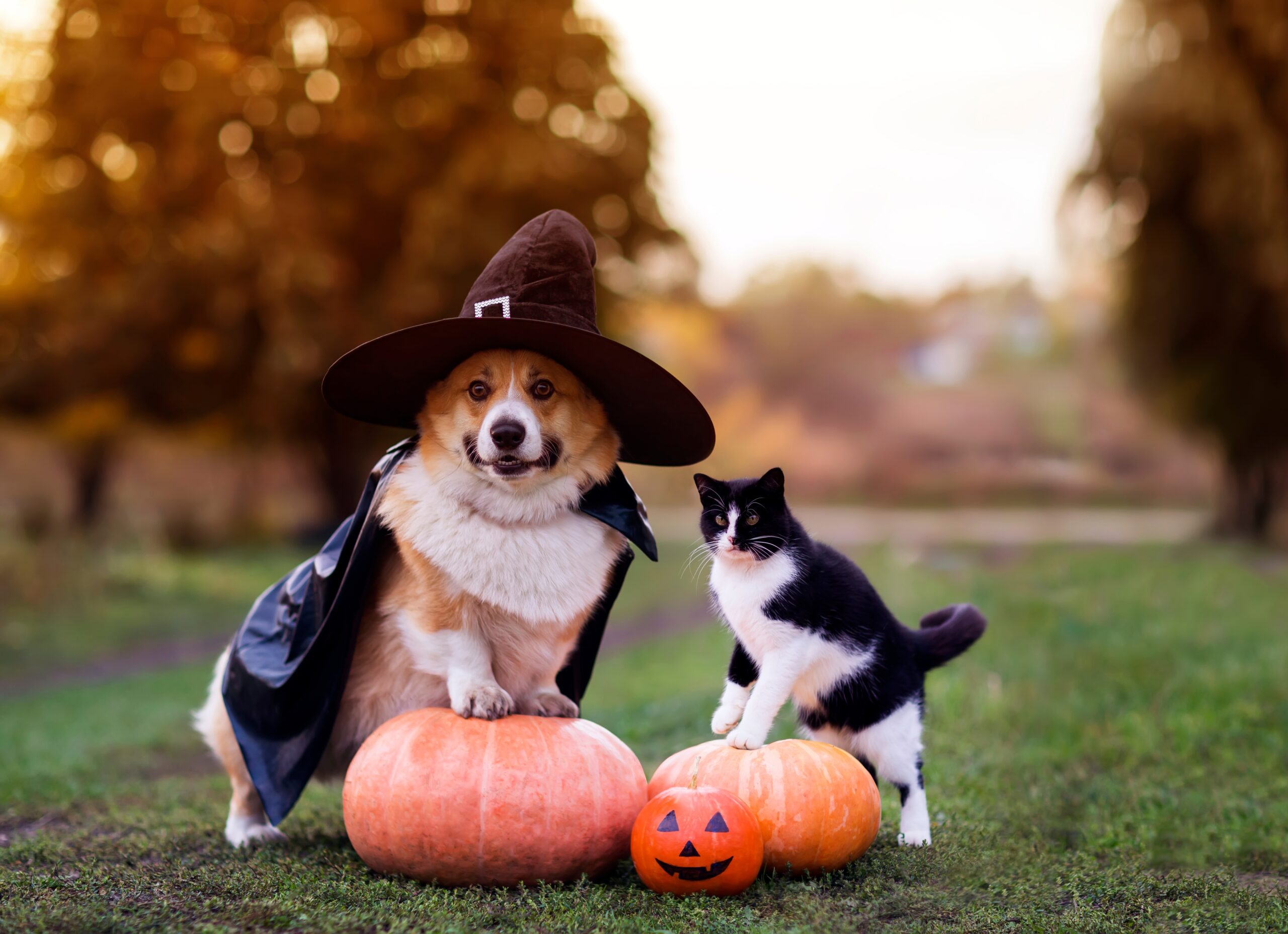 Risk of pets being poisoned by candy around Halloween