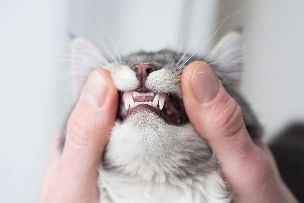 Learn how to keep your furry friend’s teeth healthy and their smile bright!